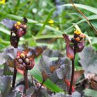 Ligularia dentata