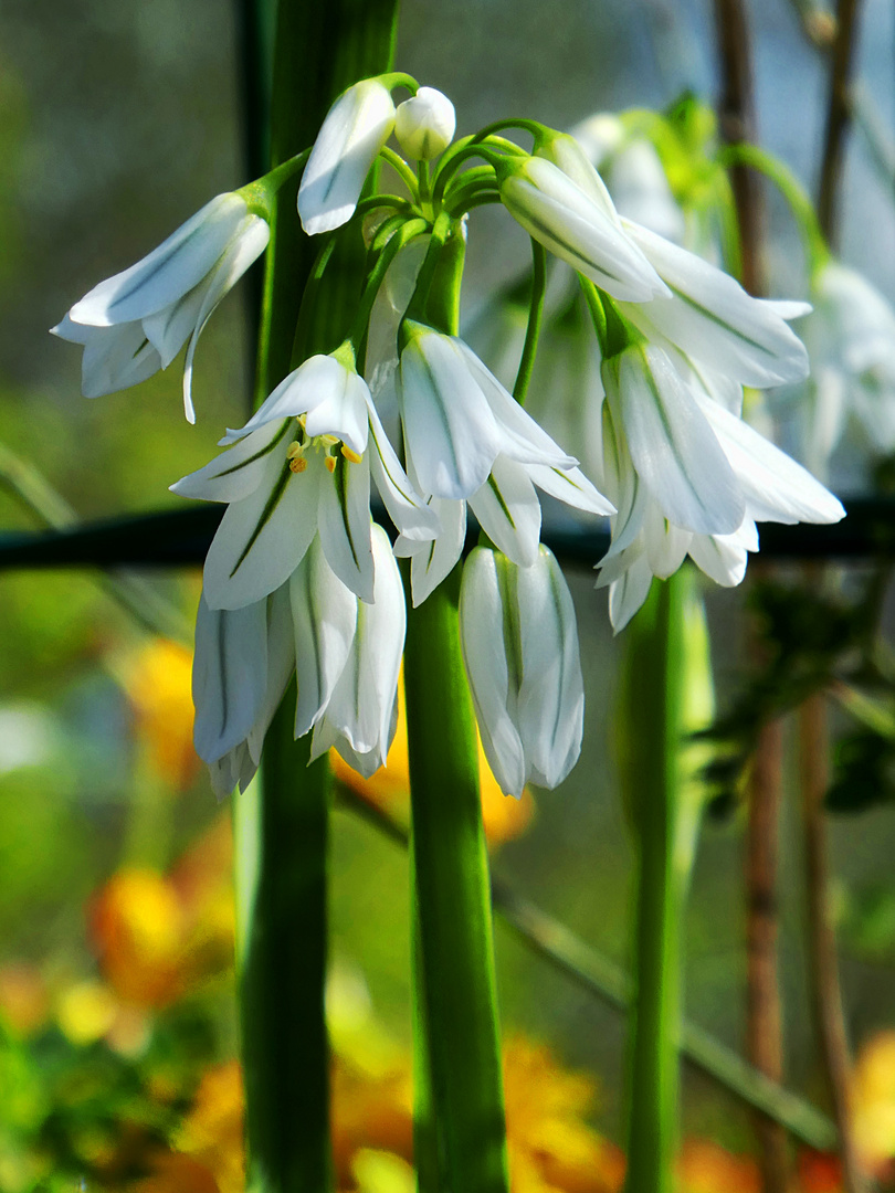 Ligurien - Frühling