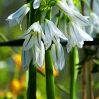 Ligurien - Frühling