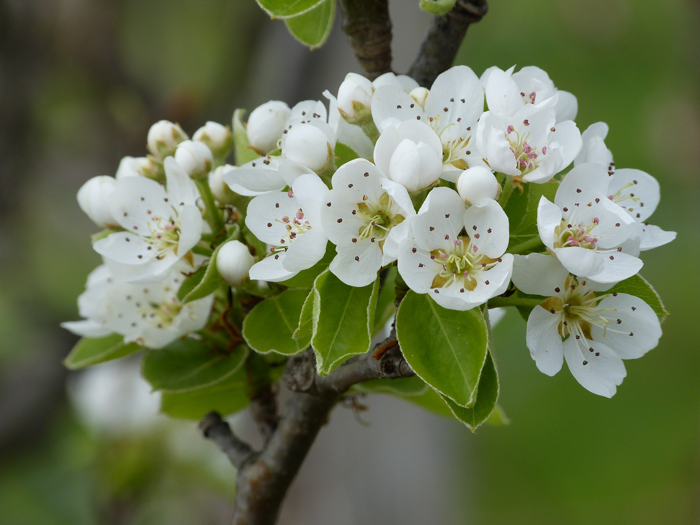 Ligurische Birnenblüte