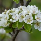 Ligurische Birnenblüte