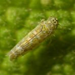 Ligurische Blatt-Zikade (Eupteryx decemnotata) auf Salbei