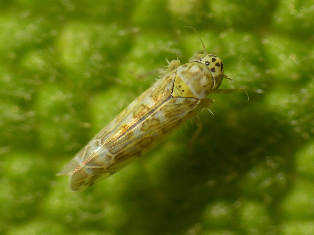 Ligurische Blatt-Zikade (Eupteryx decemnotata) auf Salbei