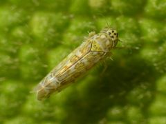 Ligurische Blatt-Zikade (Eupteryx decemnotata) auf Salbei