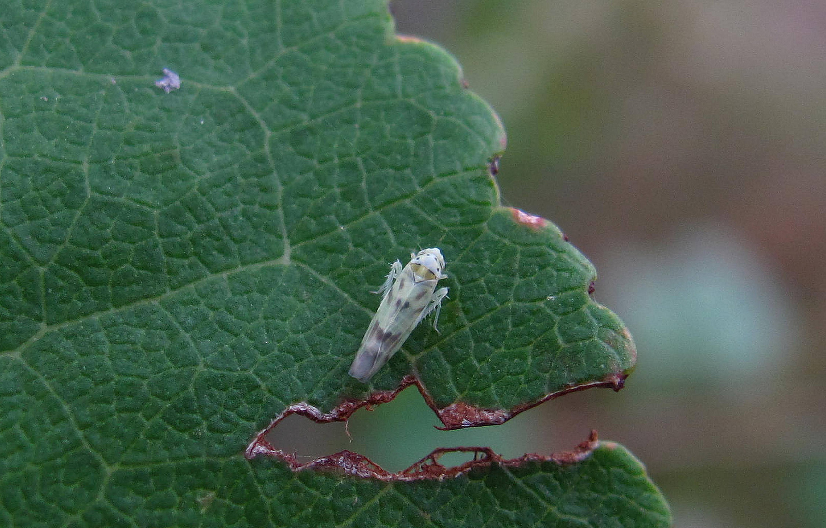 Ligurische Blattzikade (Eupteryx decemnotata)