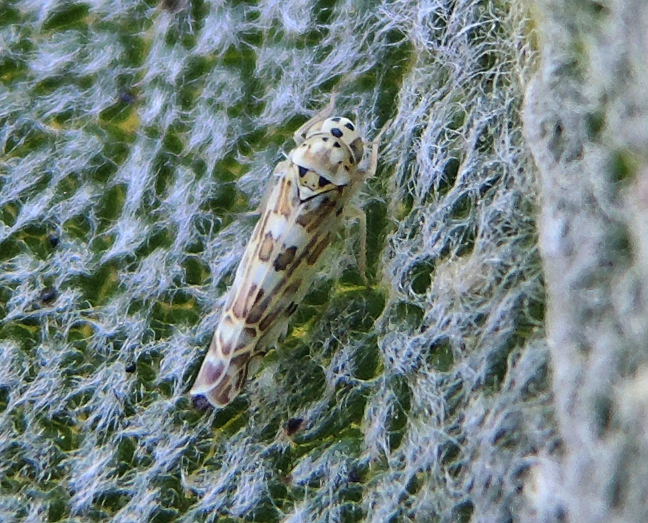 Ligurische Blattzikade (Eupteryx decemnotata)