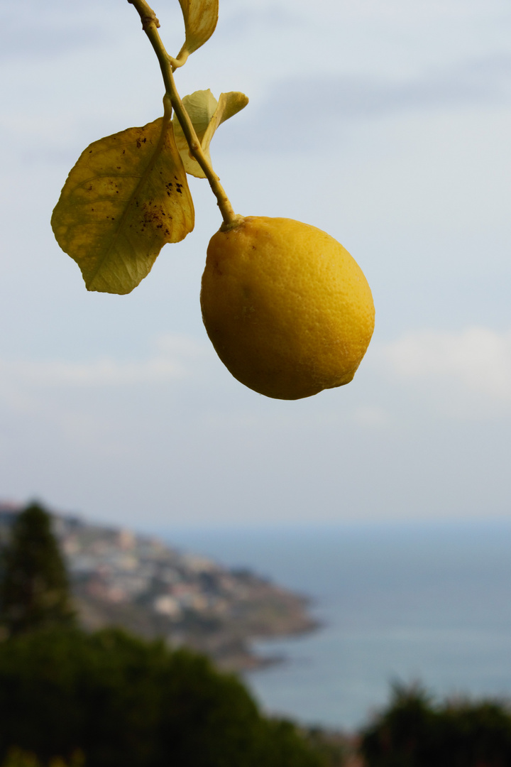 Ligurische Zitrone
