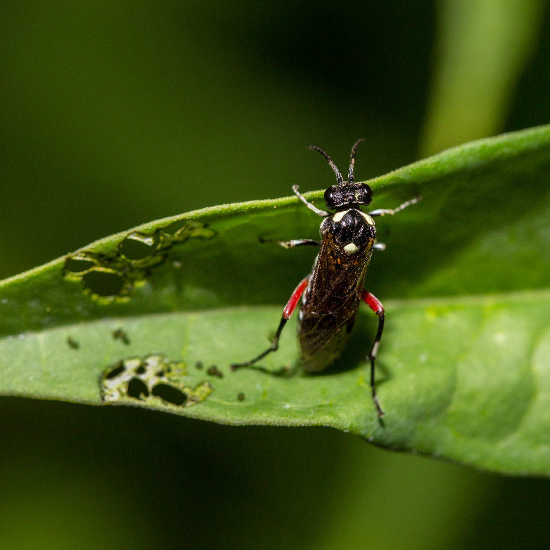 Liguster-Blattwespe (Macrophya punctumalbum)