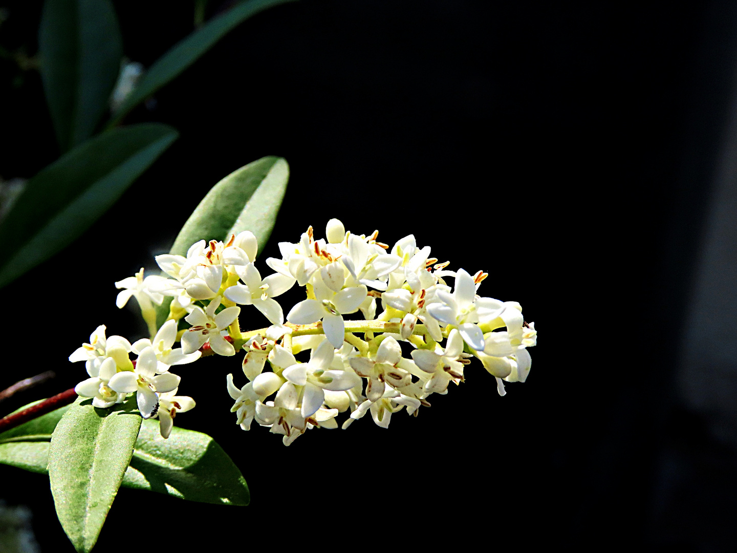 Liguster Bilder: Entdecke die Welt des Zeichnens!