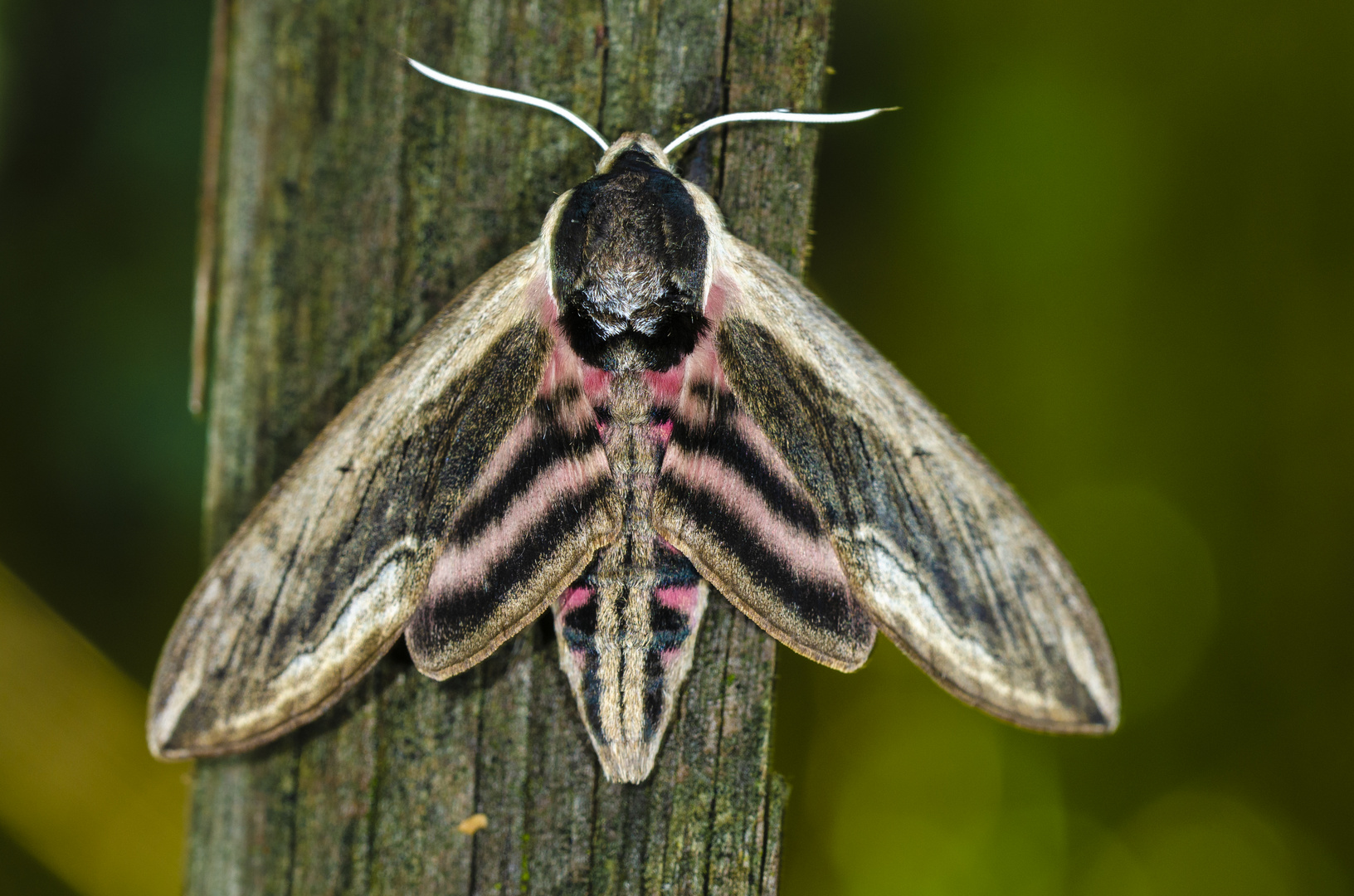 Liguster-Schwärmer (Sphinx ligustri)