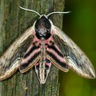 Liguster-Schwärmer (Sphinx ligustri)