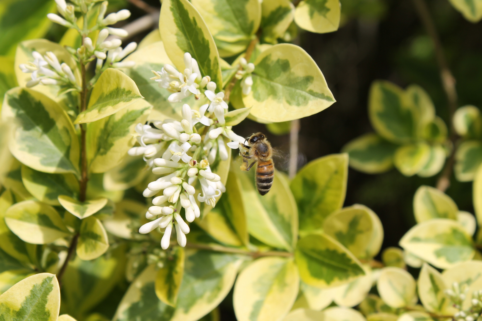 Liguster und Bienchen