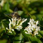 Liguster with bumblebee.