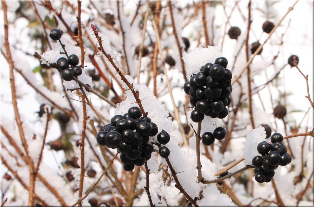 Ligusterbeeren