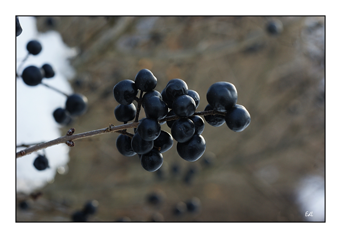 Ligusterbeeren