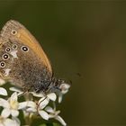 ligusterblüte...