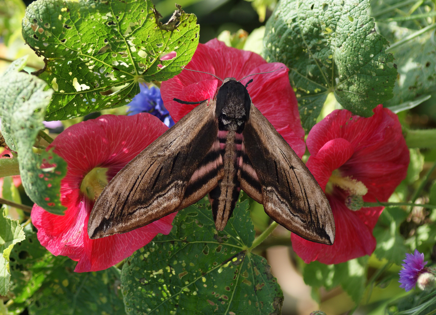 ligusterfalter auf blume gesetzt