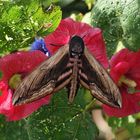 ligusterfalter auf blume gesetzt