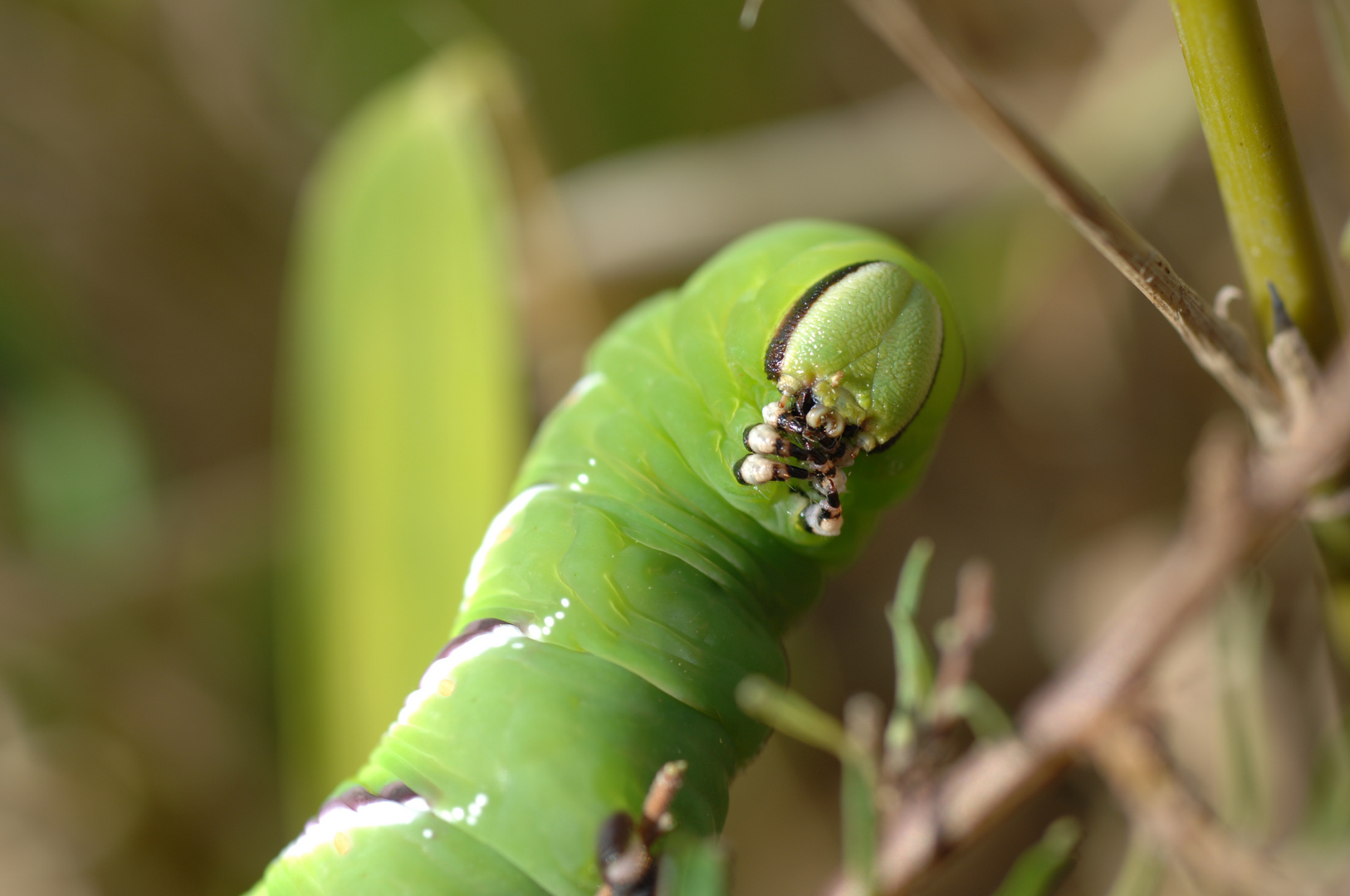 Ligusterraupe im Garten