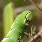 Ligusterraupe im Garten