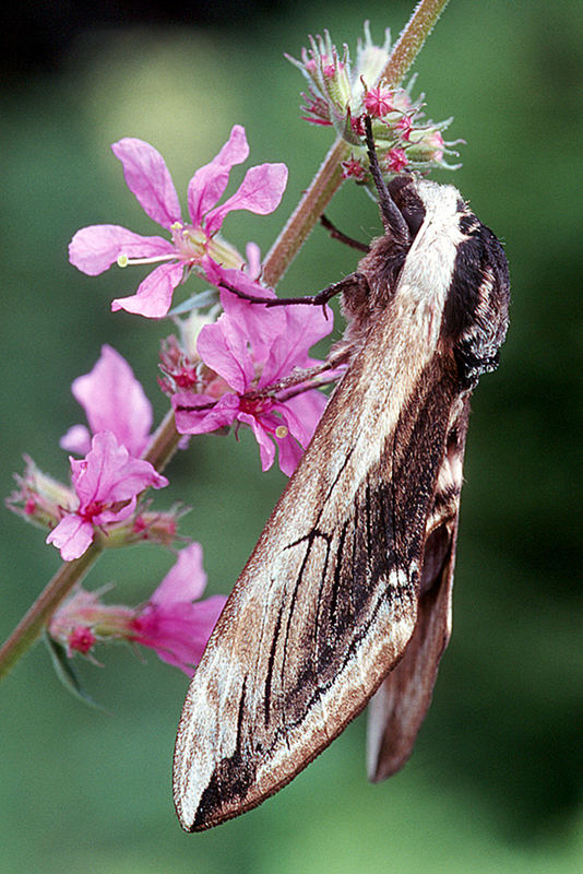 Ligusterschwärmer