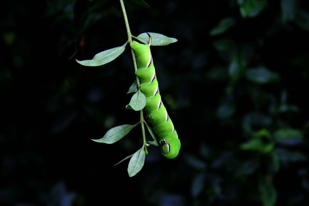 Ligusterschwärmer im Garten