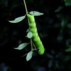 Ligusterschwärmer im Garten