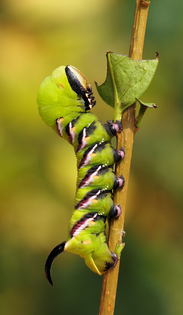 Ligusterschwärmer Raupe ... 