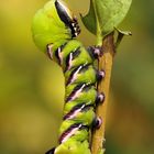 Ligusterschwärmer Raupe ... 