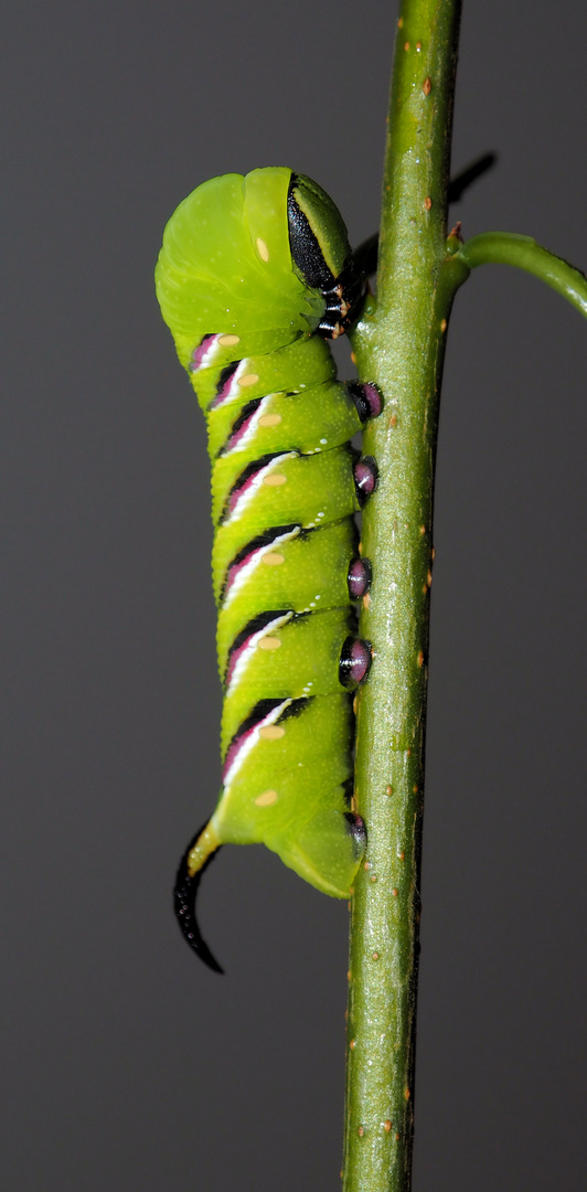 Ligusterschwärmer Raupe....