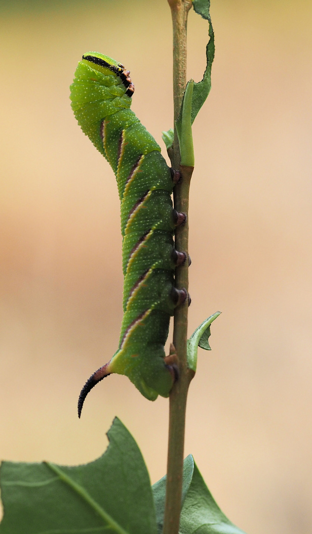 Ligusterschwärmer Raupe ...