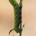 Ligusterschwärmer Raupe ...