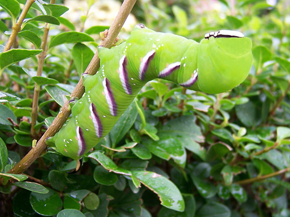 Ligusterschwärmer- Raupe