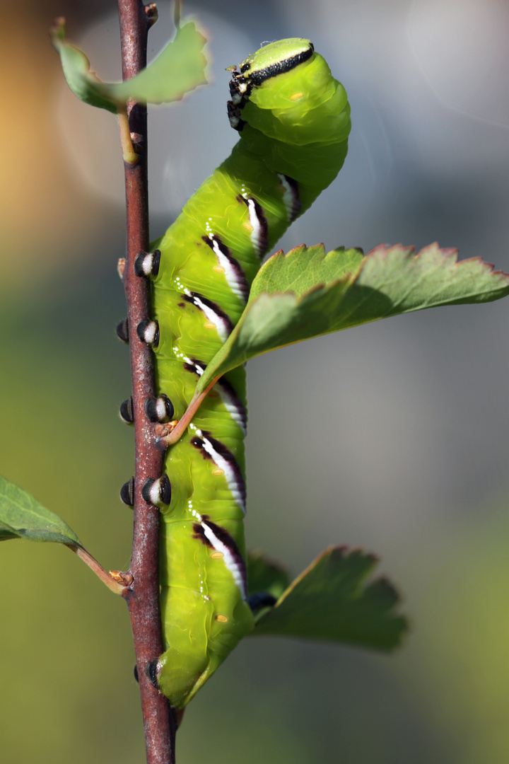 Ligusterschwärmer-Raupe I