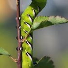 Ligusterschwärmer-Raupe I