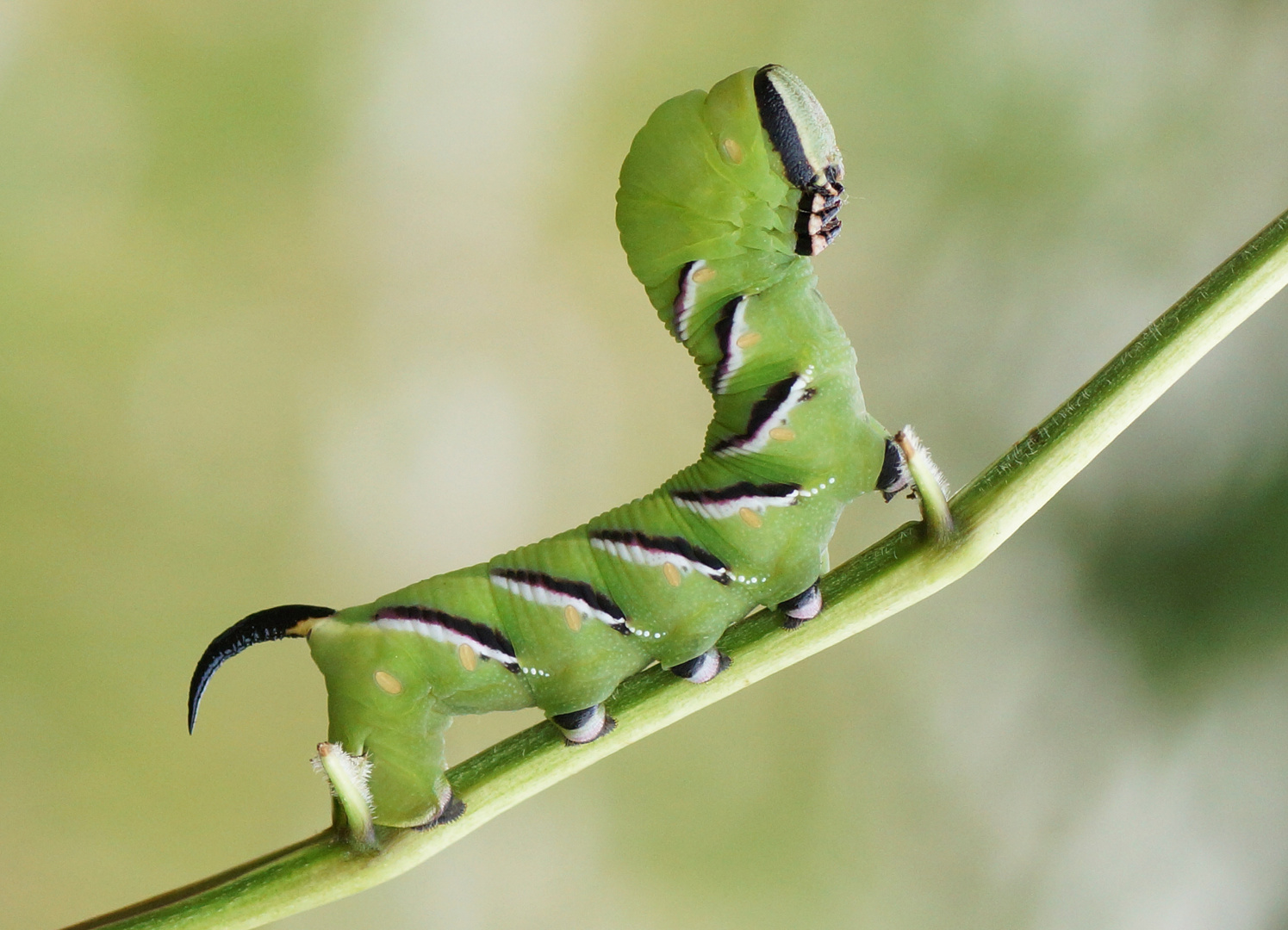  Ligusterschwärmer (Sphinx ligustri) 