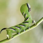  Ligusterschwärmer (Sphinx ligustri) 