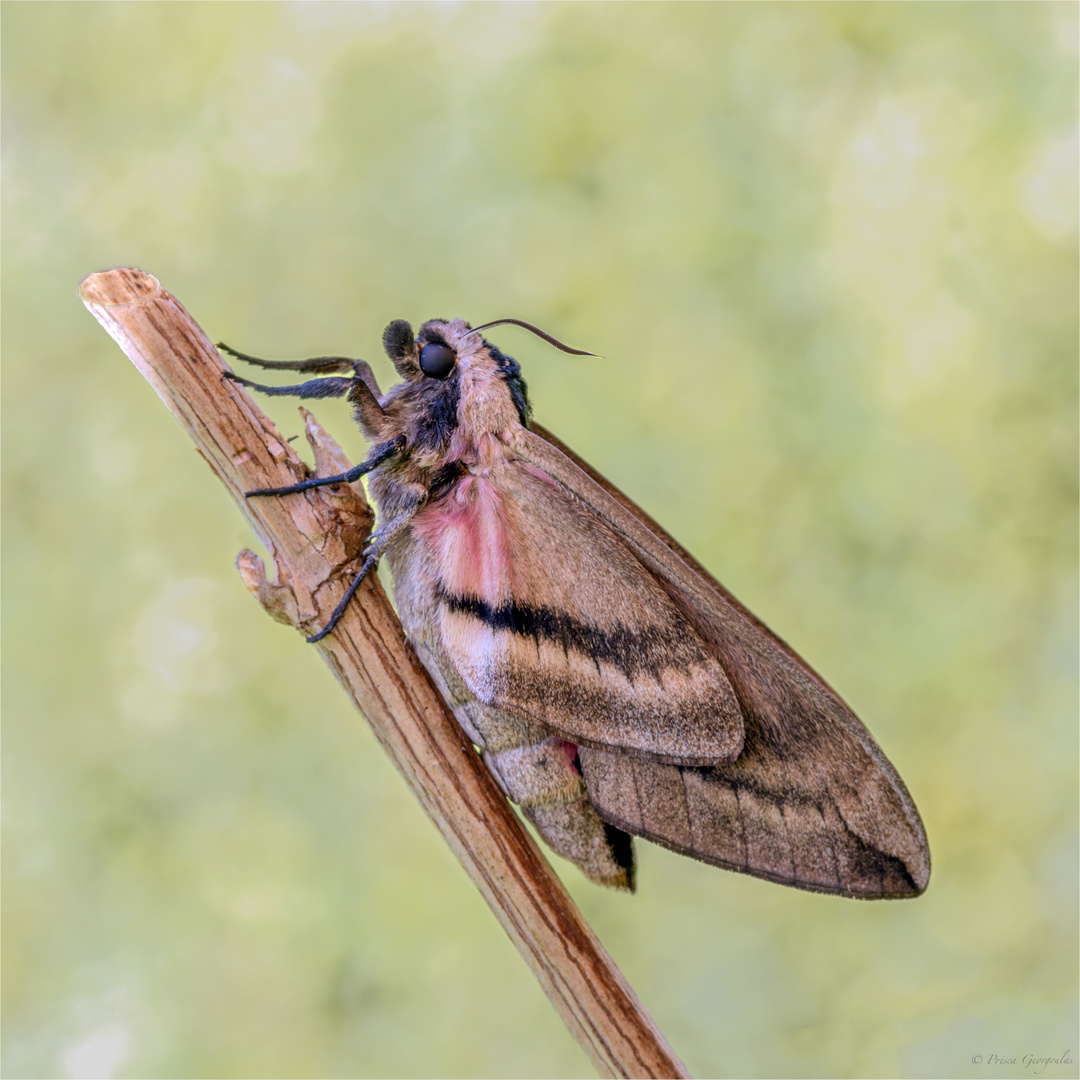 Ligusterschwärmer - Sphinx ligustri