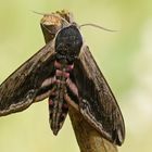 Ligusterschwärmer (Sphinx ligustri)