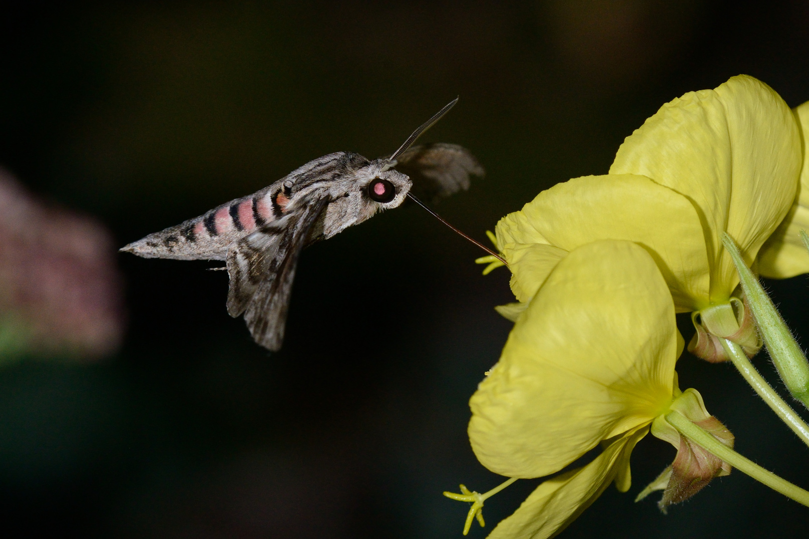 Ligusterschwärmer (Sphinx ligustri)