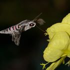 Ligusterschwärmer (Sphinx ligustri)