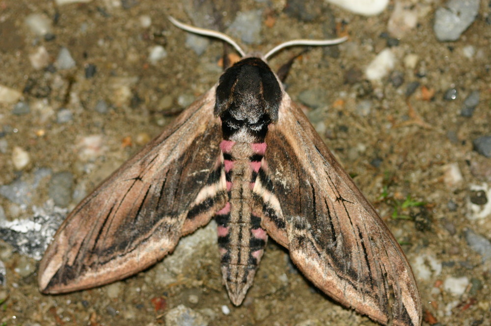 Ligusterschwärmer (Sphinx ligustri)