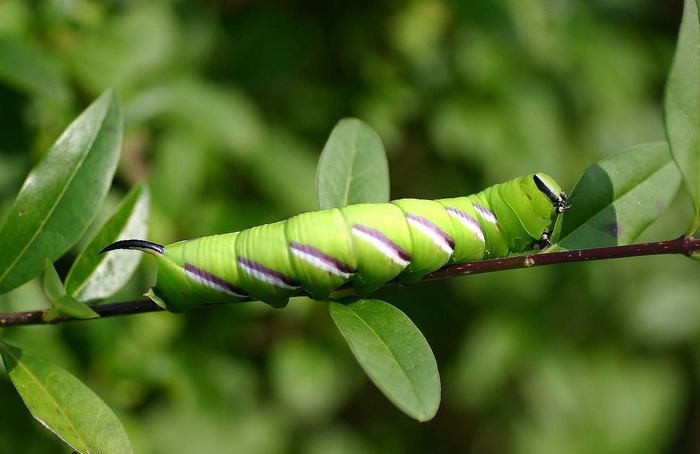 Ligusterschwärmer - Sphinx ligustri