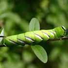 Ligusterschwärmer - Sphinx ligustri