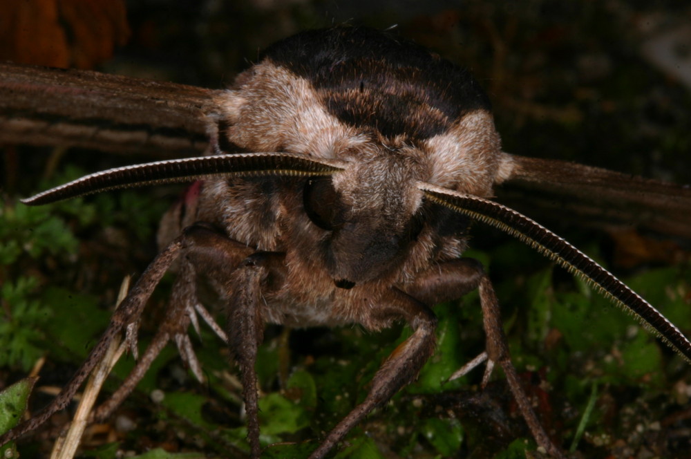 Ligusterschwärmer (Sphinx ligustri) Nahaufnahme