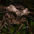 Ligusterschwärmer (Sphinx ligustri) Nahaufnahme