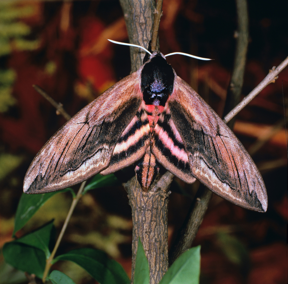 Ligusterschwärmer, Sphinx ligustri, Privet Hawk moth