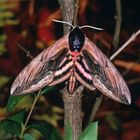 Ligusterschwärmer, Sphinx ligustri, Privet Hawk moth