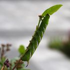 Ligusterschwärmer (Sphinx ligustri) Raupe 1 