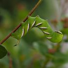 Ligusterschwärmer (Sphinx ligustri) Raupe 2